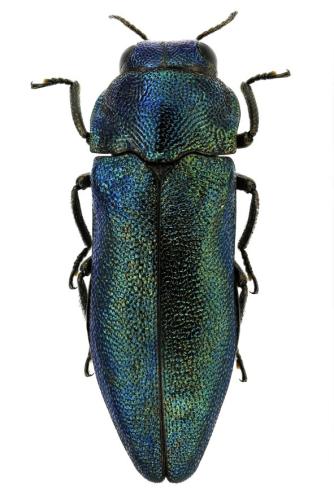 Meliboeus amethystinus